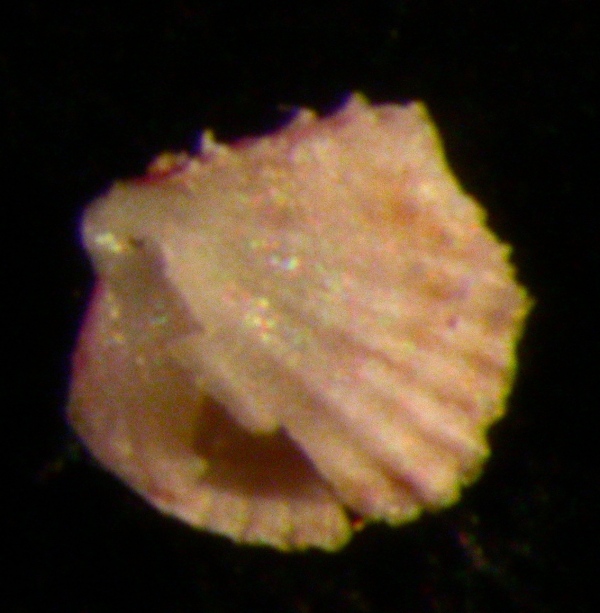 Acanthocardia juv.